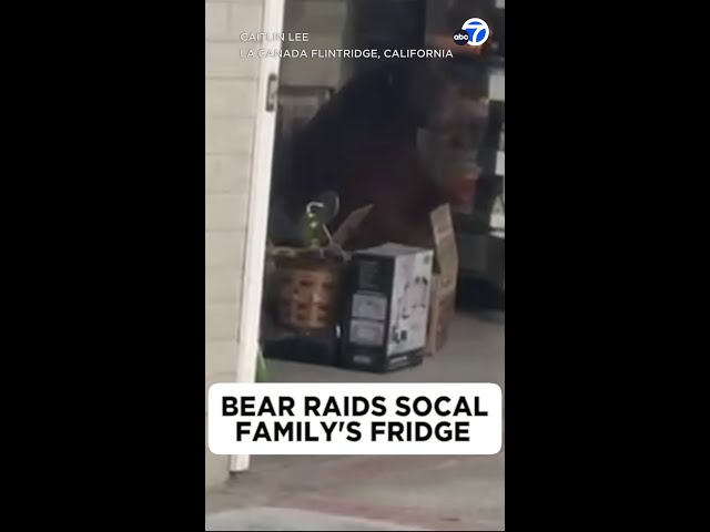 ⁣Bear raids watermelon from La Cañada Flintridge family's fridge