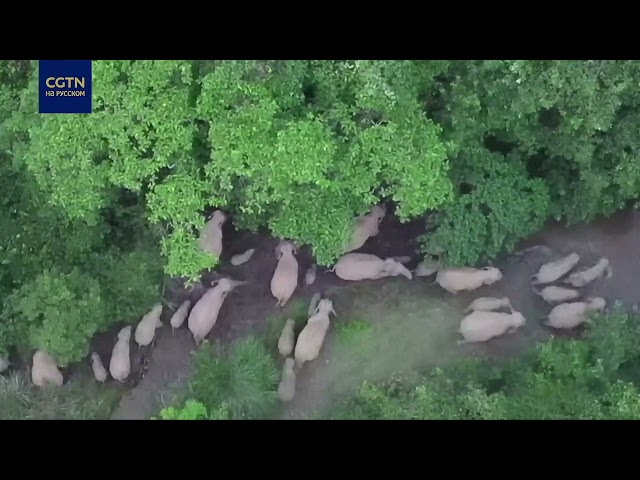 ⁣В провинции Юньнань сняли на видео крупное стадо слонов