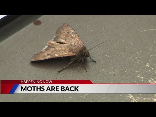 ⁣Moth season is back