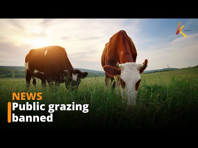 ⁣State bans livestock grazing in public forests