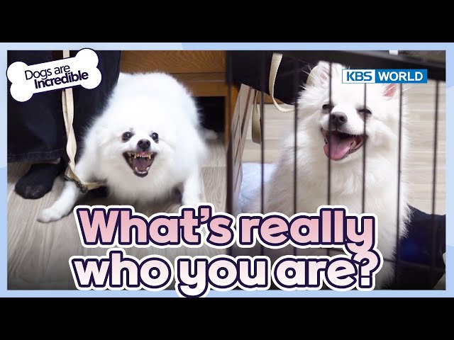⁣What's really who you are? [Dogs Are Incredible : EP.219-2] | KBS WORLD TV 240514
