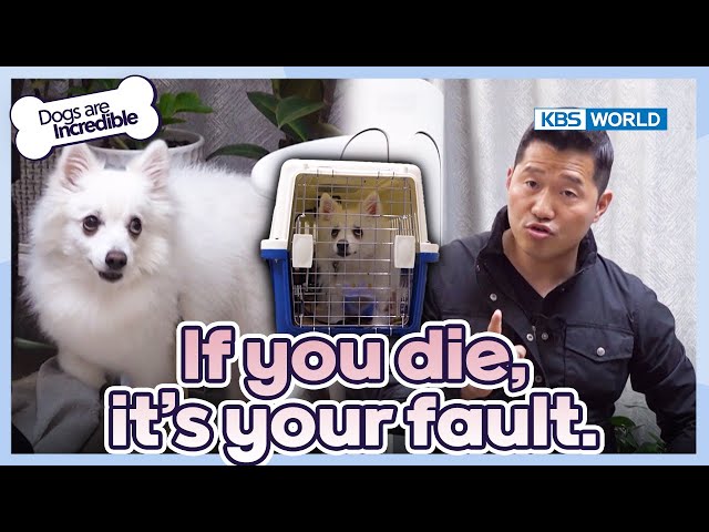 ⁣If you die, it's your fault☹️ [Dogs Are Incredible : EP.219-3] | KBS WORLD TV 240514