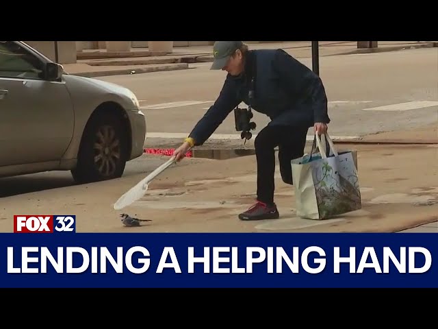 ⁣Chicago volunteers pitch in to help migratory birds get safe passage this spring
