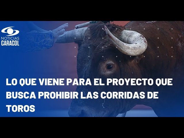 ⁣¿Qué viene para el proyecto de ley que busca la prohibición de las corridas de toros en el país?