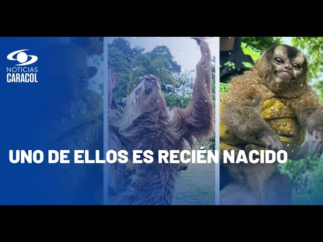 Tres animales silvestres fueron rescatados por autoridades en La Tebaida, Quindío