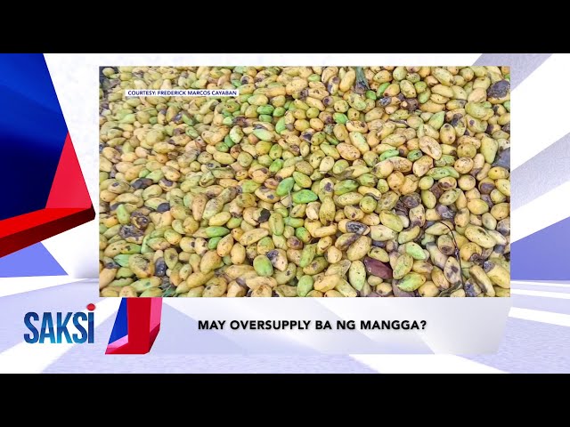 ⁣SAKSI RECAP: May oversupply ba ng mangga? (Originally aired on May 13, 2024)