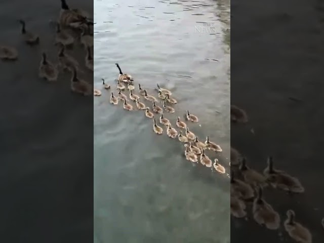 ⁣Goose parent leads 'endless stream' of baby geese