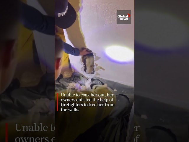 ⁣California firefighters rescue puppy stuck inside wall ‍ #animals #dog