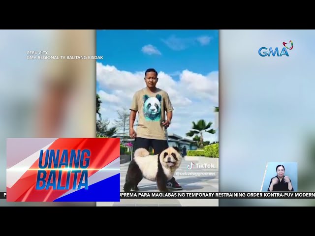 ⁣Mga alagang aso na inayusan ng dog groomer, kinaaliwan ng netizens | UB