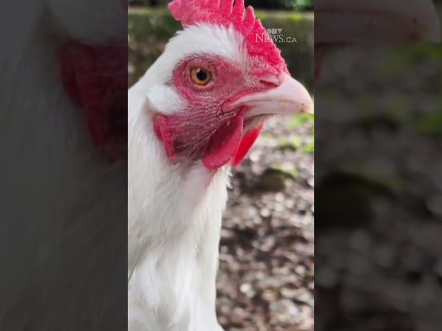 ⁣Reward offered after thieves caught on camera stealing pet chicken from backyard in B.C.