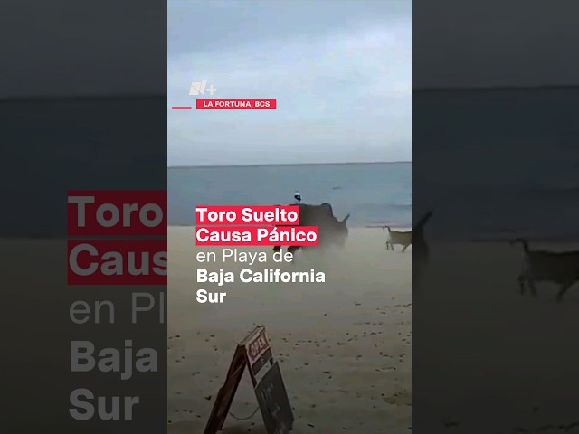 ⁣Toro suelto causa pánico en playa de Baja California Sur - N+ #Shorts