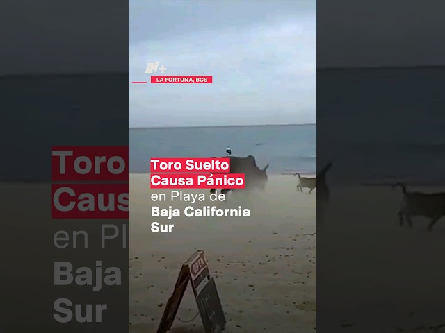 Toro suelto causa pánico en playa de Baja California Sur - N+ #Shorts