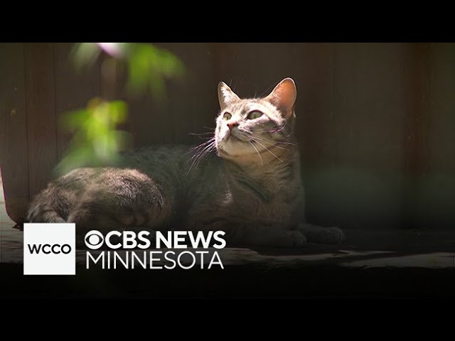 ⁣Minnesota's Wildcat Sanctuary breaks ground on expansion project