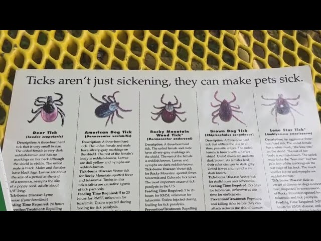 After a mild winter in Michigan, residents urged to watch for ticks