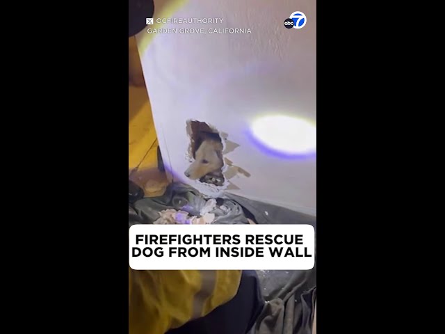 ⁣Puppy in Garden Grove rescued after being stuck in wall for hours