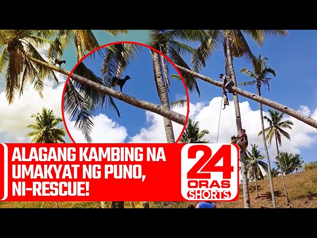 ⁣Alagang kambing na umakyat ng puno, ni-rescue! | 24 Oras Weekend Shorts