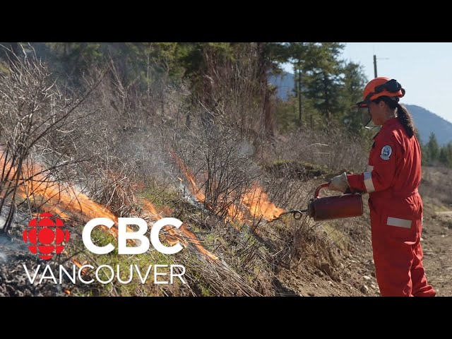 ⁣How cultural burning makes B.C. forests resilient to wildfire