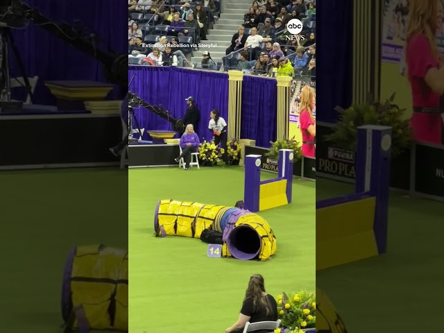 ⁣Climate protesters disrupt Westminster dog show