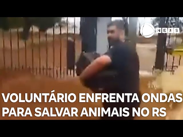 ⁣Voluntário enfrenta ondas e correnteza para salvar animais em Porto Alegre