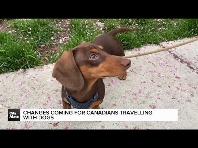 ⁣Canadians bringing dogs to the U.S. must follow new CDC guidelines.