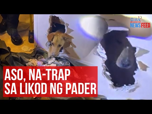 ⁣Aso, na-trap sa likod ng pader | GMA Integrated Newsfeed