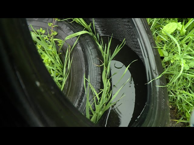 ⁣Périgueux : des riverains craignent l'apparition de moustiques tigre dans un tas de pneus