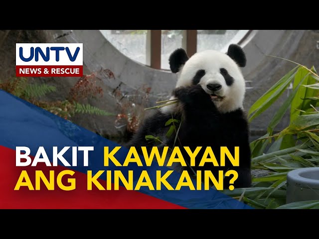 ⁣ALAMIN: Bakit hindi kumakain ng karne ang mga panda?