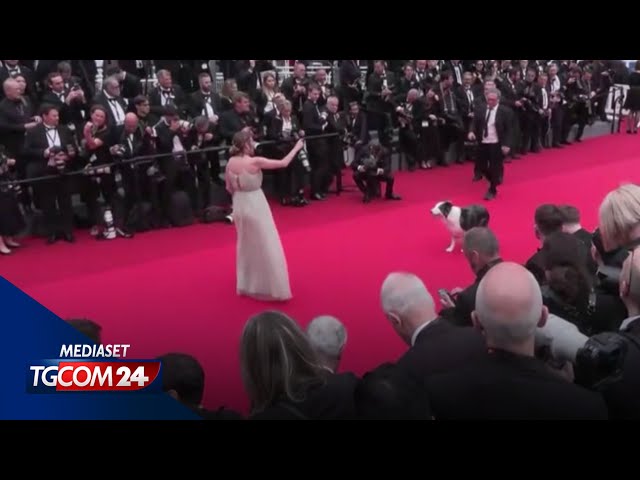 ⁣Cannes 77, tra le star spunta un cane: Messi sfila sul red carpet
