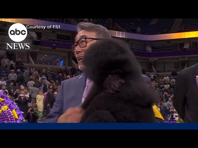 ⁣Miniature poodle wins Best in Show for 2024