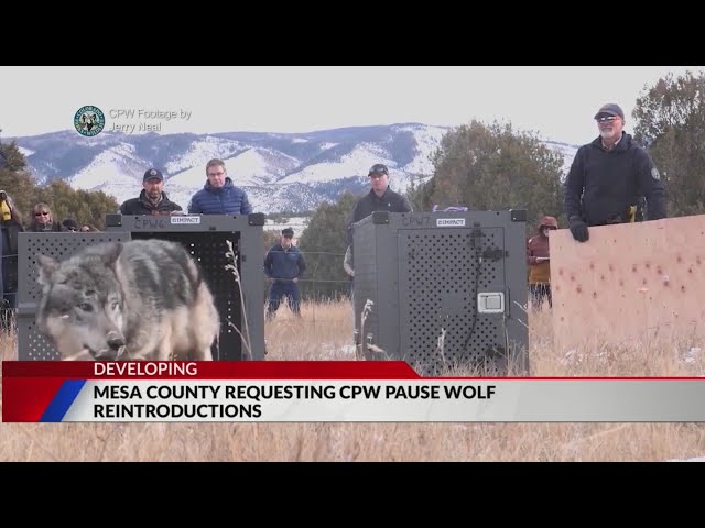 ⁣Mesa County asking for pause on wolf reintroductions