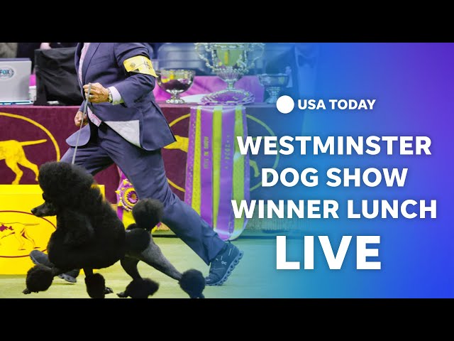 ⁣Watch live: Westminster Dog Show winner receives posh lunch