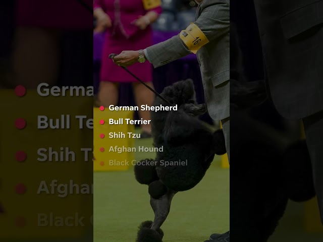 ⁣Westminster Dog Show: Miniature Poodle fetches Best in Show #Shorts