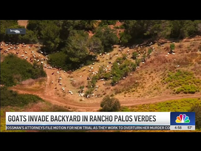⁣Rogue goats gather in Rancho Palos Verdes backyard