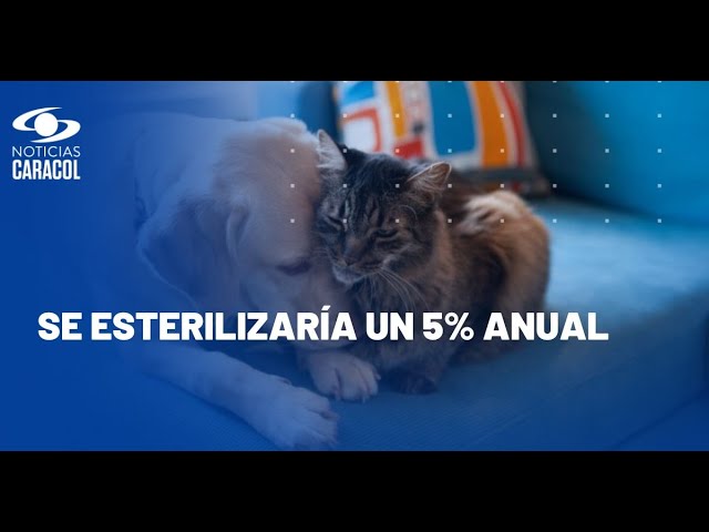 ⁣¿Para cuáles animales será gratuita la esterilización de perros y gatos?