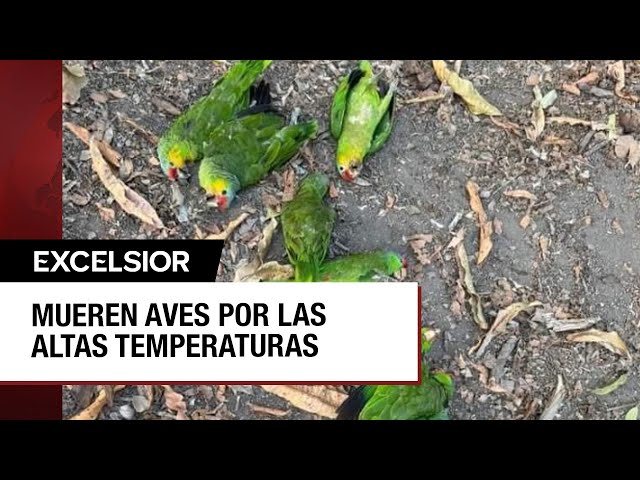 Golpe de calor mata a aves en la Huasteca Potosina
