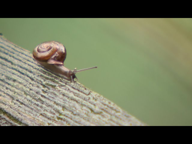 ⁣Elevage : Alexandre en bave pour les escargots