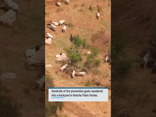 ⁣Hundreds of rogue goats wander into Rancho Palos Verdes backyard