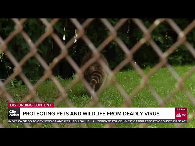 ⁣Deadly 'Zombie' virus continues spread