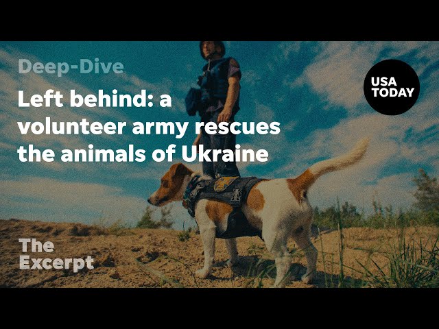⁣Left behind: a volunteer army rescues the animals of Ukraine | The Excerpt