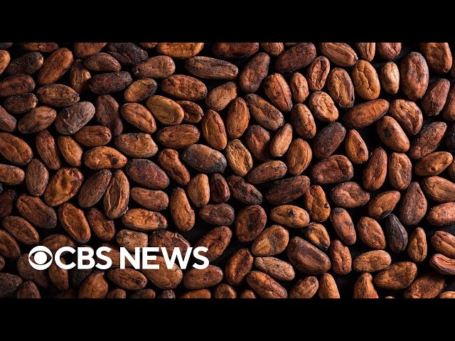 ⁣Why cocoa prices are soaring to record levels