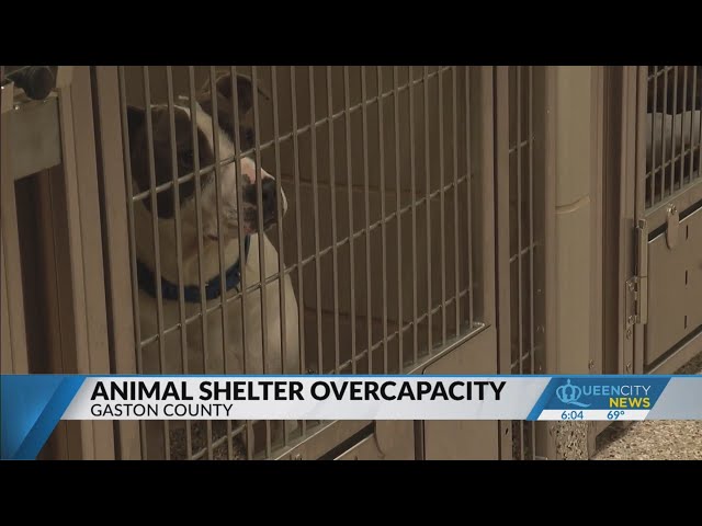 ⁣Animal shelters are overcapacity following Gaston County storm