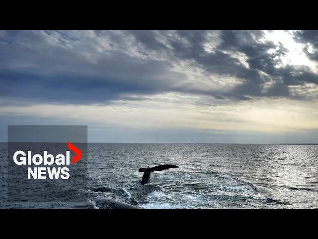 ⁣Right whale entangled in Gulf of St. Lawrence