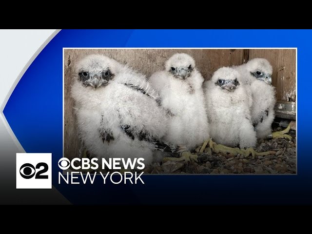⁣4 peregrine falcon chicks hatch in New York nest box. Here's how you can help name them.