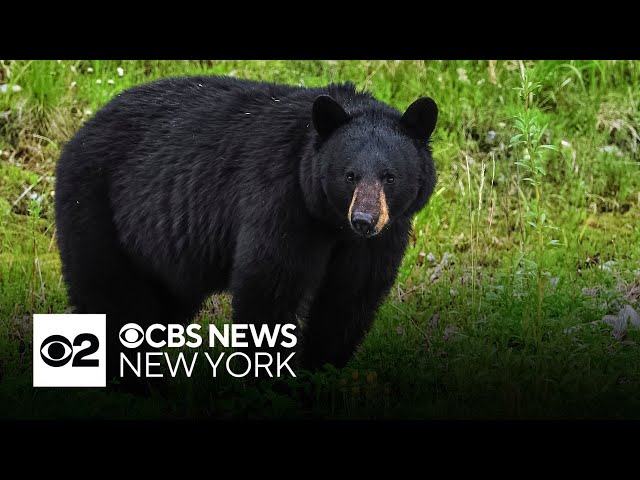 ⁣Bear attacks reported in Sussex County, New Jersey