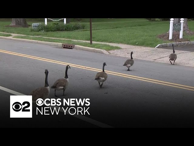 New Jersey town at odds over how to handle geese population
