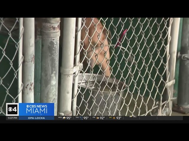 ⁣South Florida heat also affecting pets at animal shelters