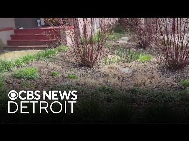 ⁣The benefits of a rain garden | Science of Weather