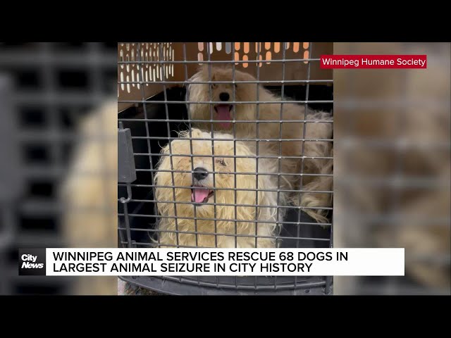 ⁣68 dogs rescued from Winnipeg home