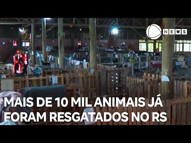 ⁣Mais de 10 mil animais já foram resgatados das enchentes no RS