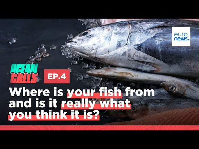 ⁣Where is your fish from and is it really what you think it is?